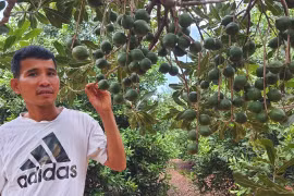 Gia Lai: “Nữ hoàng quả khô” bén đất Kbang giúp nông dân vùng khó làm giàu