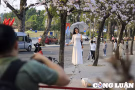 Thợ ảnh kiếm tiền triệu mỗi ngày nhờ mùa hoa nở