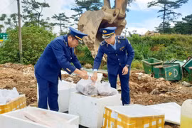 Lâm Đồng: Tiêu huỷ gần 200 kg thực phẩm đông lạnh không rõ nguồn gốc xuất xứ