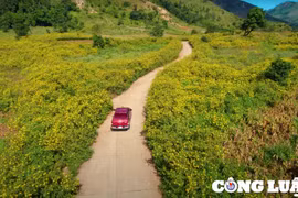 Ghé thăm núi lửa Chư Đăng Ya, thiên đường của hoa dã quỳ ở Gia Lai