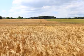 Hai quốc gia châu Âu tuyên bố không nhập khẩu ngũ cốc của Ukraine