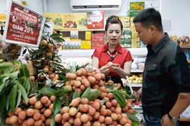 Trái vải thiều Hải Dương sẵn sàng “xuất ngoại”