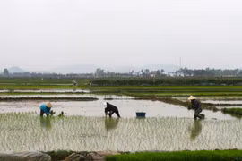 Cấy lúa thuê thu tiền triệu dịp cận Tết