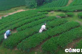 Đồi chè Long Cốc - địa chỉ du lịch hấp dẫn không thể bỏ lỡ ở Phú Thọ