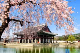 Mở tour du lịch Hàn Quốc miễn visa, khởi hành từ Đà Lạt