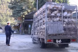 Ngăn chặn hành vi buôn bán, vận chuyển trái phép gia cầm vào Việt Nam