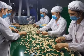 Đơn hàng tăng, ngành điều tự tin đạt chỉ tiêu xuất khẩu 3,2 tỉ USD