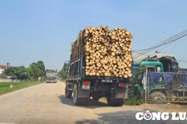 Xe có dấu hiệu vi phạm tải trọng, chằng buộc sơ sài oanh tạc Quốc lộ 17