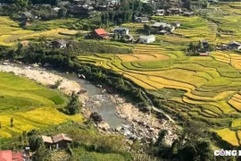 Tháng 10 về, bạn có hẹn với “mùa vàng” Sapa