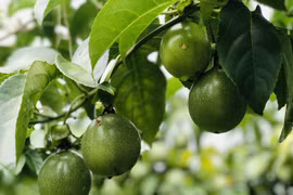 Ồ ạt trồng chanh dây, nông dân ngậm “trái đắng”