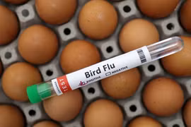 WHO phối hợp với Campuchia sau vụ bé gái tử vong do cúm gia cầm H5N1