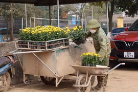 Làng hoa Xuân Quan nhộn nhịp những ngày cận Tết 