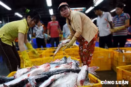 Cung ứng nguồn hàng Tết ‘khủng’, 3 chợ đầu mối lớn nhất TP HCM chuẩn bị ra sao?