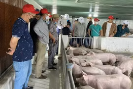 Hoàng Anh Gia Lai (HAG) báo lãi nghìn tỷ, vẫn xin hoãn thanh toán lãi trái phiếu