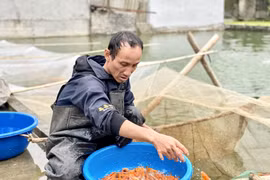 Thủ phủ nuôi cá ông Công, ông Táo lớn nhất xứ Thanh hối hả vào vụ