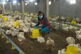 Xử lý nghiêm các trường hợp sử dụng chất cấm trong chăn nuôi, giết mổ gia súc