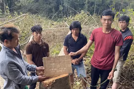 Lâm Đồng: Tạm giữ nhóm đối tượng phá rừng trái phép tại huyện Lâm Hà