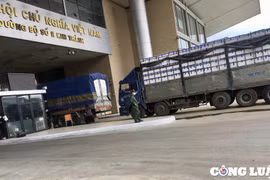 Lào Cai: Ưu tiên xuất khẩu vải thiều qua cửa khẩu quốc tế Kim Thành