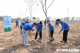 Khởi động dự án trồng cây xanh, mục tiêu đến 2050 phát thải ròng giảm bằng '0'