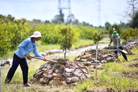 Khuyến cáo không ồ ạt trồng cây sầu riêng