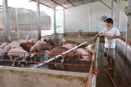 Ngành chăn nuôi kiến nghị khẩn vì thua lỗ nặng