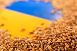 Thương nhân Ukraine lo ngại về kế hoạch thay đổi quy định xuất khẩu ngũ cốc