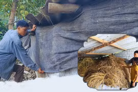 Thủ tướng Chính phủ chỉ đạo chủ động phòng, chống rét đậm, rét hại kéo dài