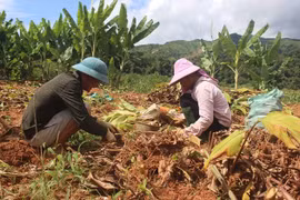 Tập trung nguồn lực đầu tư để sớm đưa cuộc sống của đồng bào Cống, Sila lên một bước tiến mới