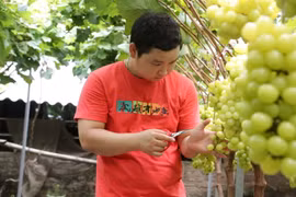 Hướng mở mới từ mô hình trồng nho giống Hàn Quốc thành công ở Thạch Thất - Hà Nội