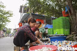Phụ nữ giữ vai trò chủ đạo trong việc thu gom, phân loại và tái chế rác thải nhựa