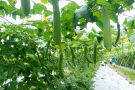 Khai thác tiềm năng, thúc đẩy phát triển kinh tế - xã hội