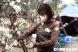 Hoa rừng tiền triệu xuống phố thu hút khách Thủ đô sau Tết
