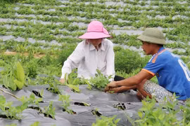 Xuất khẩu dược liệu sang thị trường Trung Quốc phải đăng ký