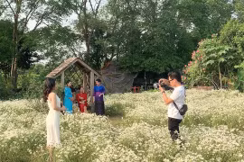 Vườn cúc hoạ mi đầu mùa "hút" khách tới tham quan, check-in