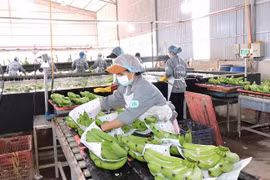 Xuất khẩu Việt Nam giảm mạnh, nhiều doanh nghiệp phải dừng sản xuất