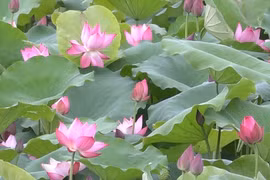 Mỹ Đức (Hà Nội) phát triển du lịch sinh thái