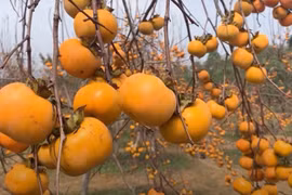Lên Mộc Châu ngắm mùa hồng chín