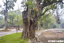 Hà Nội: Nhiều cây cổ thụ hơn 100 tuổi chết khô ở công viên Bách Thảo