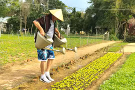 Lộc Yên (Quảng Nam) xây dựng, phát triển du lịch nông thôn
