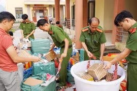 Lào Cai: Tiêu hủy 522 kg pháo nổ và pháo hoa nổ.