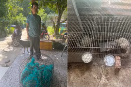Kon Tum: Phát hiện hộ dân nuôi nhốt trái phép 6 con cầy vòi hương quý hiếm