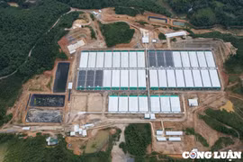 Trang trại nuôi lợn của Công ty CP đầu tư nông nghiệp Agri-Vina bị phạt 70 triệu đồng