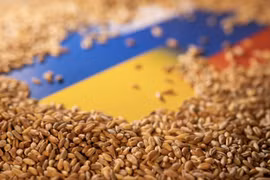 Ukraine gần như đã hoàn thành gieo trồng lúa mì vụ đông