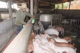 Nguy cơ lây lan dịch bệnh trên gia súc, gia cầm ở mức rất cao