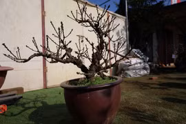 Đào Thất Thốn “nằm” điều hòa, chờ khách rước trước thềm Tết Nguyên đán