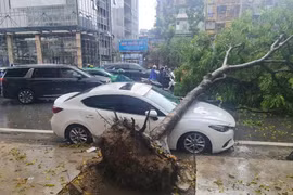 Hà Nội: Nơm nớp nỗi lo cây xanh gãy đổ mùa mưa bão