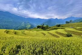 Vẻ đẹp mùa lúa chín tại ngôi làng dưới chân đỉnh Tây Côn Lĩnh