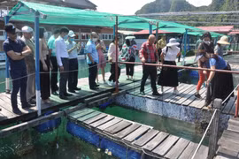 Quảng Ninh kỳ vọng vào du lịch nông nghiệp