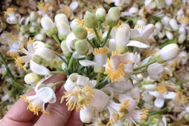 Đón Rằm Tháng Giêng, người dân xứ Thanh săn lùng hoa bưởi