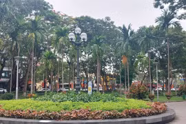 Công ty MT Đô thị Hải Phòng với nhiệm vụ bảo tồn, phát huy giá trị hệ thống cây xanh trên Dải trung tâm
